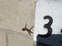 Sceloporus occidentalis