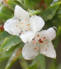 Lachnaea diosmoides