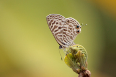 Leptotes pirithous