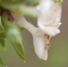 Lachnaea diosmoides