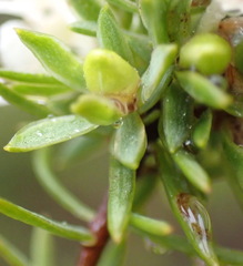 Lachnaea diosmoides
