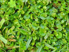 Dichondra micrantha