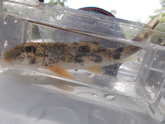 Hypentelium nigricans