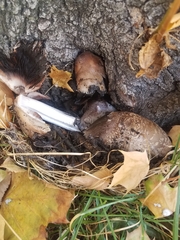 Coprinellus micaceus