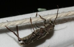 Xylotrechus stebbingi