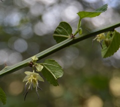 Byttneria ovata