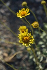 Encelia actoni