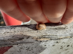 Hygromia cinctella