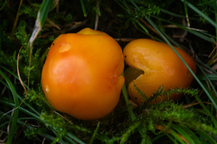 Hygrocybe ceracea