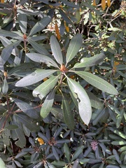 Rhododendron