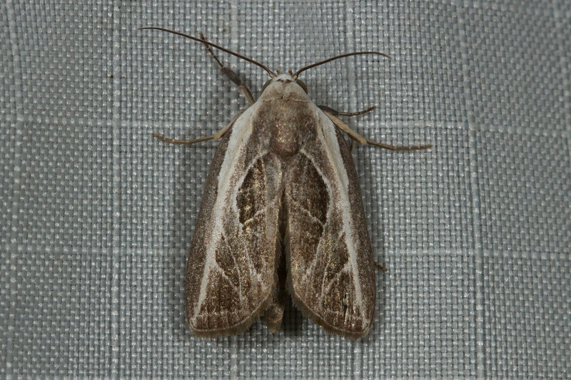 Plagiograpta