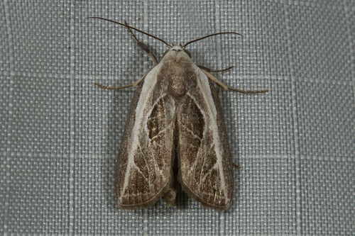 Plagiograpta