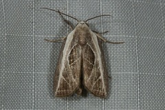 Plagiograpta macrodonta