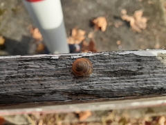 Hygromia cinctella