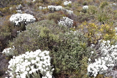 Seriphium cinereum