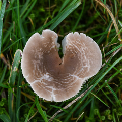 Dermoloma cuneifolium