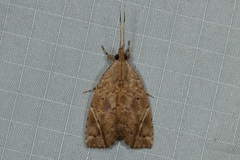 Plectothripa excisa