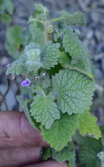Pseudodictamnus africanus