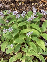 Tricyrtis