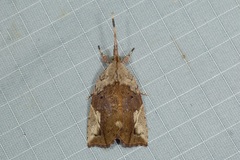 Plectothripa excisa