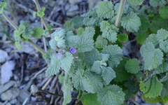 Pseudodictamnus africanus