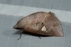 Pterogonia cardinalis