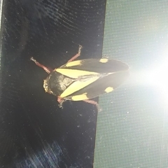 Deois pseudoflavopicta