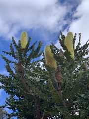 Banksia grandis