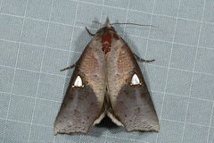 Pterogonia