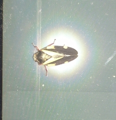 Deois pseudoflavopicta