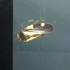 Deois pseudoflavopicta