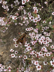 Chamelaucium ciliatum
