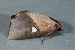 Pterogonia