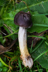 Cuphophyllus flavipes