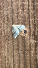 Operophtera bruceata