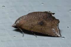 Pterogonia nubes