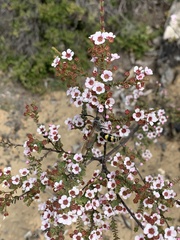 Chamelaucium ciliatum