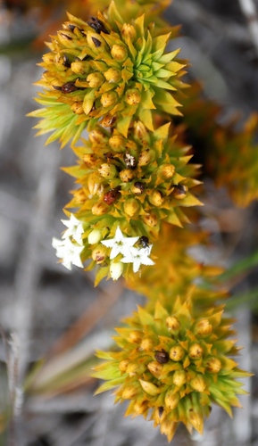 Image of Thesium viridifolium by (c) Tony Rebelo, some rights reserved (CC BY-SA)