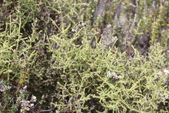 Seriphium cinereum