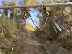 Chalcolestes parvidens