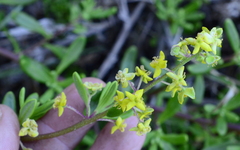 Tetragonia fruticosa