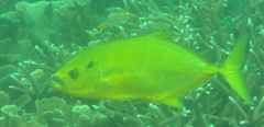 Flavocaranx bajad