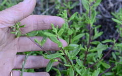 Tetragonia fruticosa