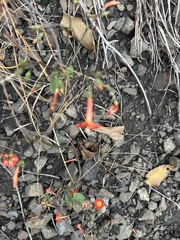 Ipomoea hederifolia