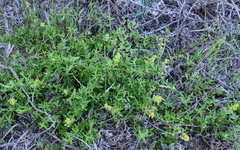 Tetragonia fruticosa