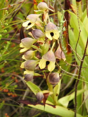 Disa cornuta