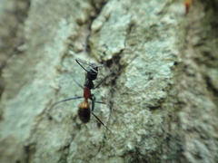 Camponotus hemichlaena