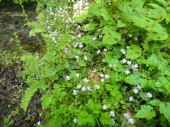 Mazus miquelii
