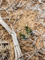 Trichodiadema orientale