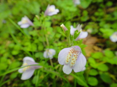 Mazus miquelii